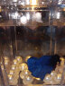 桌面泰国斗鱼鱼缸小型宿舍造景专用生态缸亚克力盒积木小鱼缸迷你 暖白灯透明正方形小号(单灯+珍珠套餐) 实拍图