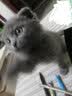 华元宠具宠物猫咪狗狗牙刷指套牙刷牙膏小型犬金毛硅胶手指套猫狗刷牙指套 12支装 实拍图