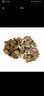 绿食者 新鲜舞茸150g*3盒 灰树花菇 新鲜真菌菌菇 舞茸菌 舞茸茶 舞茸150g*3盒 实拍图