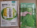 寿禾小茴香种子苗多茬农家春季种植四季蔬菜籽 潍丰潍常小茴香种子25g 实拍图