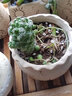 若绿 多肉植物 室内盆栽绿植花卉组合办公室多肉植物 白鸟 实拍图