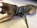 出众者狗狗牵引绳马犬胸背带大型犬狗绳背心式狗背带法斗金毛狗狗用品 背带+1.3米狗绳/迷彩 L码（推荐体重35-75斤） 实拍图
