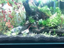 云峰海瑞鱼缸水草泥 水草缸造景水族箱鱼缸造景底砂陶粒砂水草用品 第二代进阶水草泥2L肥力净水加倍 实拍图