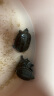 萌龟饲家中华黑腹金线 情侣一对草龟小乌龟活体水陆观赏中华草龟墨龟活物 4-5厘米特大苗 1只单身龟 实拍图