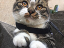 摩森猫咪零食全家桶混合猫狗冻干桶冻干零食 冻干全家桶500g（10种肉） 实拍图