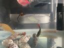 疯狂水草孔雀鱼活体水族宠物观赏鱼冷水耐活小型热带鱼淡水鱼苗 红扇孔雀鱼【共6条】 实拍图