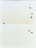 达豪苍蝇贴100张粘蝇纸灭蝇神器驱蝇胶粘虫板家用诱捕器 实拍图