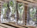 寿禾 粉果番茄种子老品种西红柿大果寿光蔬菜粉冠毛粉秋冬季洋柿子 粉冠番茄苗 24棵 实拍图