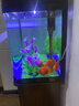 松宝中大鱼缸客厅家用落地懒人生态免换水带柜子一体自循环金鱼水族箱 下单先看   此规格是38cm鱼缸 实拍图
