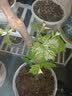 欧悟【买2颗送1颗】嫁接葡萄树苗 南北方种植盆栽地栽庭院阳台果树苗 金星无核 六年大苗当年结果 实拍图