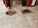 咪贝萌猫抓盆碗型猫窝猫抓板一体磨爪器瓦楞纸宠物猫磨抓用品挠抓板耐磨 椭圆猫窝（外径58CM适合15斤内） 均码 实拍图