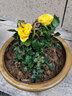 带花苞玫瑰花盆栽 钻石玫瑰四季开花观花绿植室内阳台庭院带盆栽好四季开花 金黄玫瑰 【4棵带盆栽好】 实拍图
