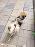 出众者狗狗牵引绳马犬胸背带大型犬狗绳背心式狗背带法斗金毛狗狗用品 背带+1.3米狗绳/棕色 S码（推荐体重20-35斤） 实拍图
