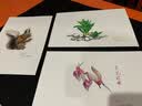 多肉彩铅绘 超细腻的多肉植物绘制宝典（全彩） 实拍图