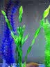 异景园鱼缸水族箱装饰仿真水草水族造景套餐假水草装饰塑料高款大水草绿 CA13小海带【绿】 实拍图