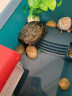 金利佳（Jeneca）乌龟专用缸生态别墅水陆两用晒台爬坡养龟缸家用简约造景乌龟饲养 墨绿小号套餐一 实拍图