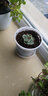 春草碧多肉植物盆栽老桩24款入门肉肉迷你多肉办公室内阳台桌面绿植花卉 吉娃娃+花盆+营养土 实拍图