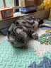 艾露沛allerpet艾露沛猫咪过敏喷雾防猫毛过敏抗过敏去皮屑干洗免香波 猫用355ML*1瓶装（JD物流） 实拍图