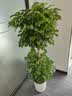 植男植女幸福树造型绿宝盆栽绿色植物客厅室内大型绿植办公室乔迁源头直发 实拍图