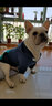DADAGOU巴哥斗牛犬中型犬秋冬装狗狗卫衣幼犬泰迪宠物胖狗狗衣服厚款保暖 深蓝色拉链帽衫 XXL-胸围62CM背长38 实拍图