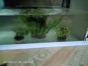异景园鱼缸水族箱造景水榕沉木活体水草淡水无土植物后景真水草净水增氧 红绿波混合陀草 实拍图