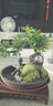 瀚林怡景小叶雀梅盆景山水假山植物树桩造型老桩办公室内客厅桌面绿植盆栽 山水盆景（椭圆盆）雀梅 木座 实拍图