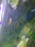 森森（SUNSUN）鱼缸灯led灯照明灯变色LED水族箱造景灯龙鱼灯潜水灯 【7W海之蓝白】35cm长 适合45-60缸 实拍图
