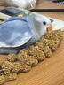 闪兔 鹦鹉保健砂断奶学吃营养鸟粮谷穗玄凤虎皮鸟食牡丹磨牙逗宠饲料 优质黄谷穗5串（断奶神器） 鹦鹉专用粮 实拍图