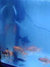 闽江鱼缸水泵鱼缸过滤器氧气泵增氧泵金鱼缸水泵迷你小鱼缸水泵换水增氧原装不带吸盘经典传统实用 R3 380/8瓦 实拍图