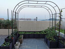 田田绿园艺拱门爬藤架月季花架植物攀爬支架拱形葡萄架蔷薇欧月架子支架 古铜色-管径19-宽223高240cm 实拍图