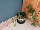 寿禾 香草苗大全薄荷苗盆栽带土可食用秧苗冬春季四季观赏绿植薄荷叶 留兰香薄荷苗套餐 实拍图