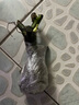 春枝韵月季花苗玫瑰花老桩老根四季盆栽室内开花不断大花浓香室外特大花 G1一棵多色玫瑰 不含盆 实拍图