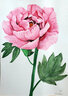 樱花【全网低价】樱花(SAKURA)水彩颜料美术绘画 12色透明水彩套装绿盒 MW12PE 12ml/支美术写生 实拍图