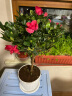 四季开花比利时杜鹃花盆栽室内阳台绿植花卉盆景树桩开花不断 红色杜鹃 含盆 实拍图