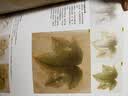 经典国画临摹实技 宋人·花鸟（1） 实拍图