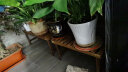 华观家居（Home Giving Furniture）凳子实木花架客厅花盆简约现代阳台木制阶梯多肉绿箩植物组合花架 80大号 实拍图