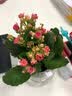 锦枫水培花卉盆栽 办公室水培绿植花卉盆栽玻璃花盆 长寿花 含盆栽好 实拍图