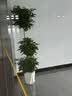 爱优尚鸿运当头盆栽年宵花客厅办公室内大型绿植物凤梨红运当头源头直发 实拍图