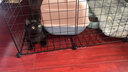 爱咪宠猫笼子大号家用猫笼子猫别墅大型DIY猫笼子带厕所一体猫咪别墅 【笼内分区设计】4列4层3排 瞄宅套餐【笼子+加固扣+工具】 实拍图