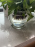 MODX自吸水花盆水培植物透明玻璃花瓶水养绿萝盆栽圆球形小鱼缸 18D圆球带加深水培篮 中等 晒单实拍图