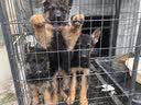 嘉瑰纯种德牧幼犬大型犬狼青犬弓背犬黑背幼犬狼狗幼犬德国牧羊犬幼犬 实拍图