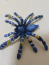 玛奇乐（MECHILE）仿真昆虫动物蜘蛛蚂蚁蝉七星瓢虫蝎子模型玩具宝宝认知生日礼物 巴西蓝色捕鸟蜘蛛 实拍图