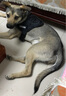 出众者狗狗牵引绳马犬胸背带大型犬狗绳背心式狗背带法斗金毛狗狗用品 黑色/单个背带 S码（推荐体重20-35斤） 实拍图