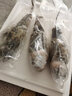 乐鲟汇生鲜 龙虾 大龙虾 青龙虾海鲜水产鲜活冷冻海鲜大虾年货海鲜礼盒 【实惠划算】2只共900g青龙虾 实拍图
