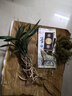 劉閣蘭花 兰花名品 环球大富贵 冬带浓香花苞出售矮种荷瓣花卉绿植盆栽 4苗连体裸根 实拍图