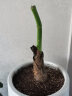 御春阁 滴水观音 水培大苗千手观音植物 水培绿植小盆栽室内花卉 不含盆 50-60cm高左右 实拍图