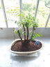 小叶紫檀盆景树桩盆景绿植物室内四季常青盆栽黑骨茶树苗名贵老桩 中号25-30cm高3~4棵【红色育苗盆】 栽好发货 实拍图
