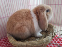 暮秋小主血统宠物兔垂耳兔活体大型安哥拉长毛迷你侏儒猫猫兔活物已做疫苗 单血统暹罗侏儒猫猫兔 实拍图