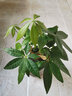 锦枫锦枫（jinfeng）办公室水培绿植花卉盆栽玻璃花盆水培植物 发财树 含盆栽好 实拍图