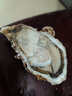 蟹小乔乳山生蚝【鲜活】特大当天打捞当天发货生蚝10斤牡蛎海蛎子海鲜 2XL号净重5斤（不套标17-20个） 实拍图